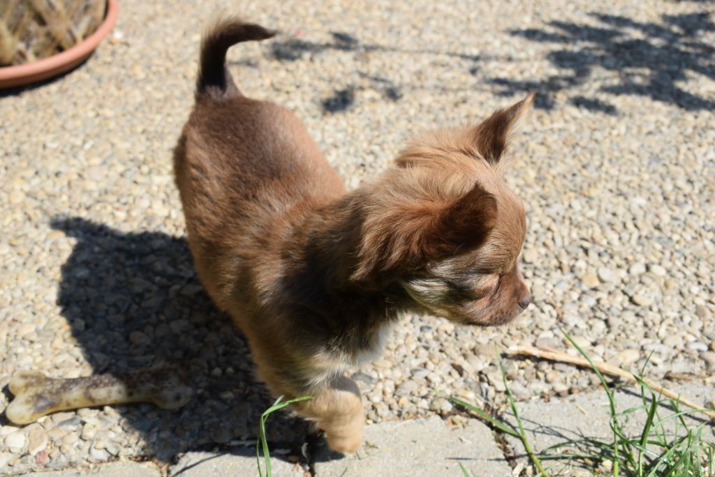 chiot Chihuahua Du Val Gauthier