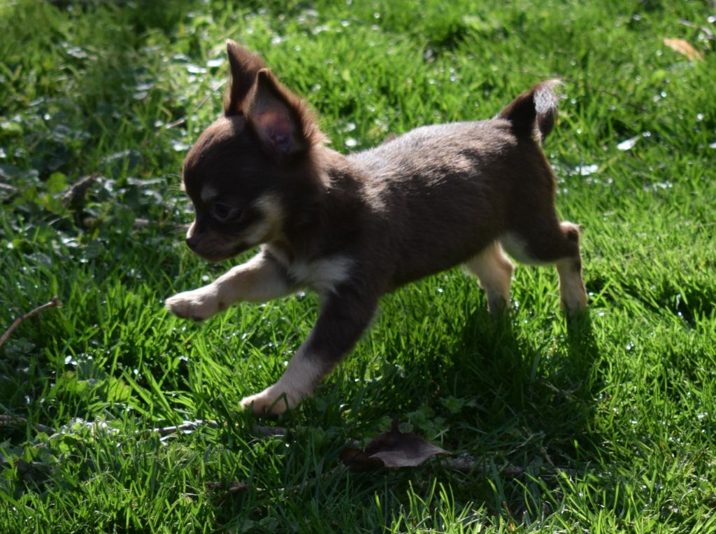 Du Val Gauthier - Chiots disponibles - Chihuahua